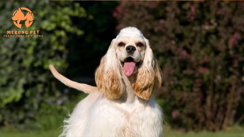 Khám Phá Thế Giới Chó Cocker Spaniel: Mua Bán Tại TP.HCM, Bình Dương, Đồng Nai